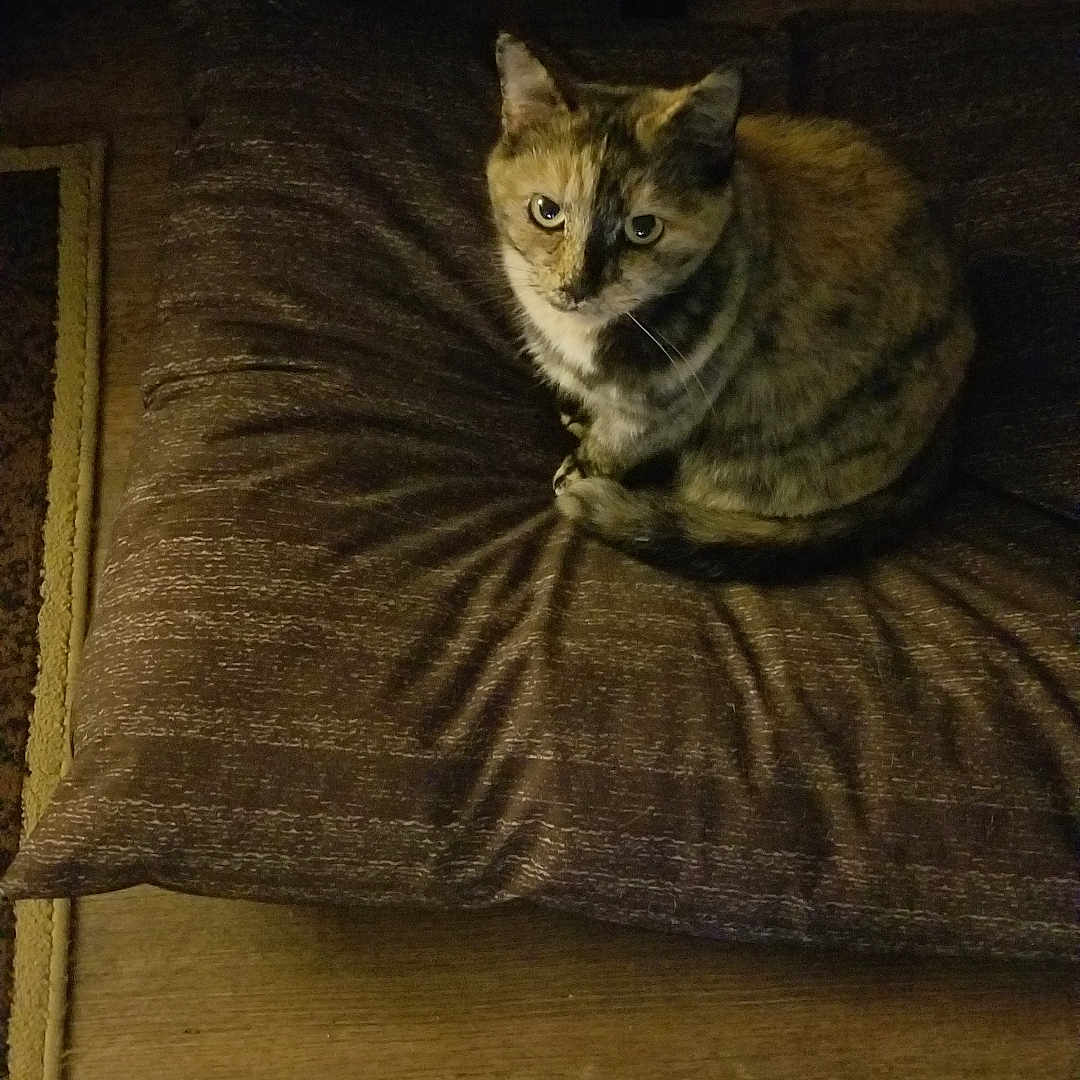 Tina Raymond joined the competition — help win amazing prizes! animal, brown, cat, cozy, curled_up, cushion, dim_lighting, domestic_animal, feline, flooring, fur, home, indoor, looking_up, pet, quiet, quiet_moment, resting, soft_texture, wooden_floor