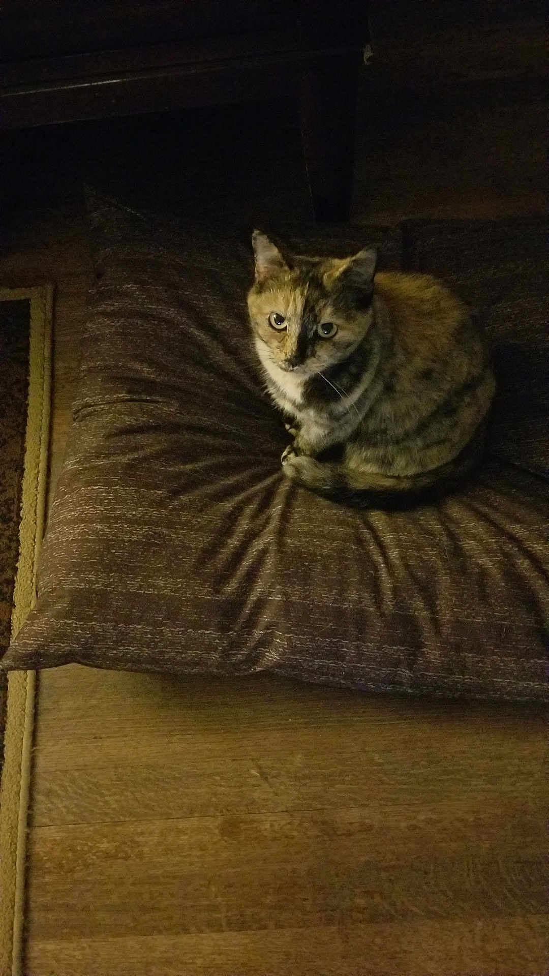 Tina Raymond joined the competition — help win amazing prizes! cat, cushion, brown, wooden_floor, pet, animal, indoor, feline, looking_up, cozy, home, flooring, domestic_animal, resting, fur, curled_up, quiet, soft_texture, quiet_moment, dim_lighting
