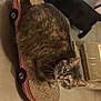 animal, black_cat, black_fur, cat, cats, curious, cute, feline, floor, gray_cat, home, indoor, looking_up, pet, playful, scratch_pad, skateboard_scratch_pad, tabby_cat, two_animals, whiskers