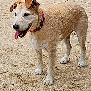Pinkie participe au concours pour gagner de l'argent avec cette photo : dog, canine, pet, park, sand, gravel, collar, tongue_out, happy, outdoors, fur, paws, snout, concrete_steps, lamp_post, bushes, grass, ground_texture, portrait, standing