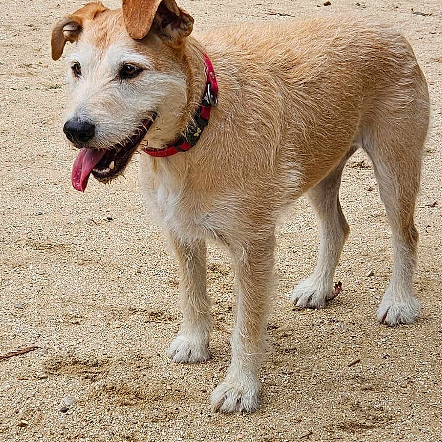 Pinkie participe au concours pour gagner de l'argent avec cette photo : bushes, canine, collar, concrete_steps, dog, fur, grass, gravel, ground_texture, happy, lamp_post, outdoors, park, paws, pet, portrait, sand, snout, standing, tongue_out