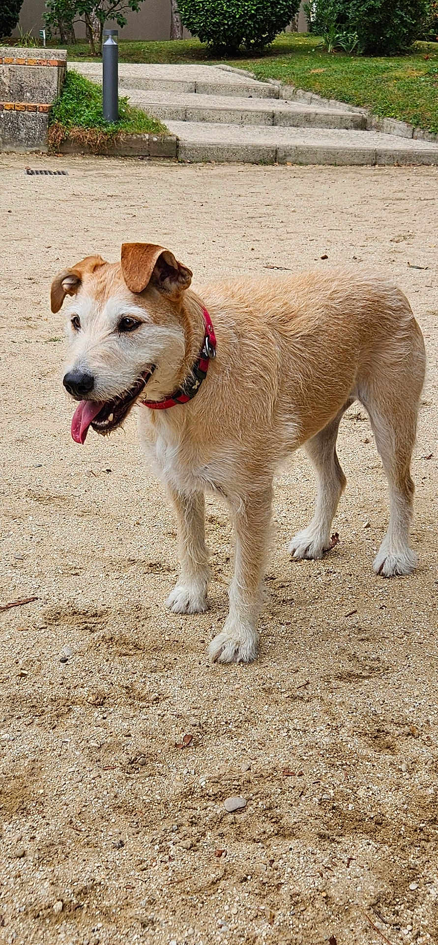 Pinkie participe au concours pour gagner de l'argent avec cette photo : dog, canine, pet, park, sand, gravel, collar, tongue_out, happy, outdoors, fur, paws, snout, concrete_steps, lamp_post, bushes, grass, ground_texture, portrait, standing