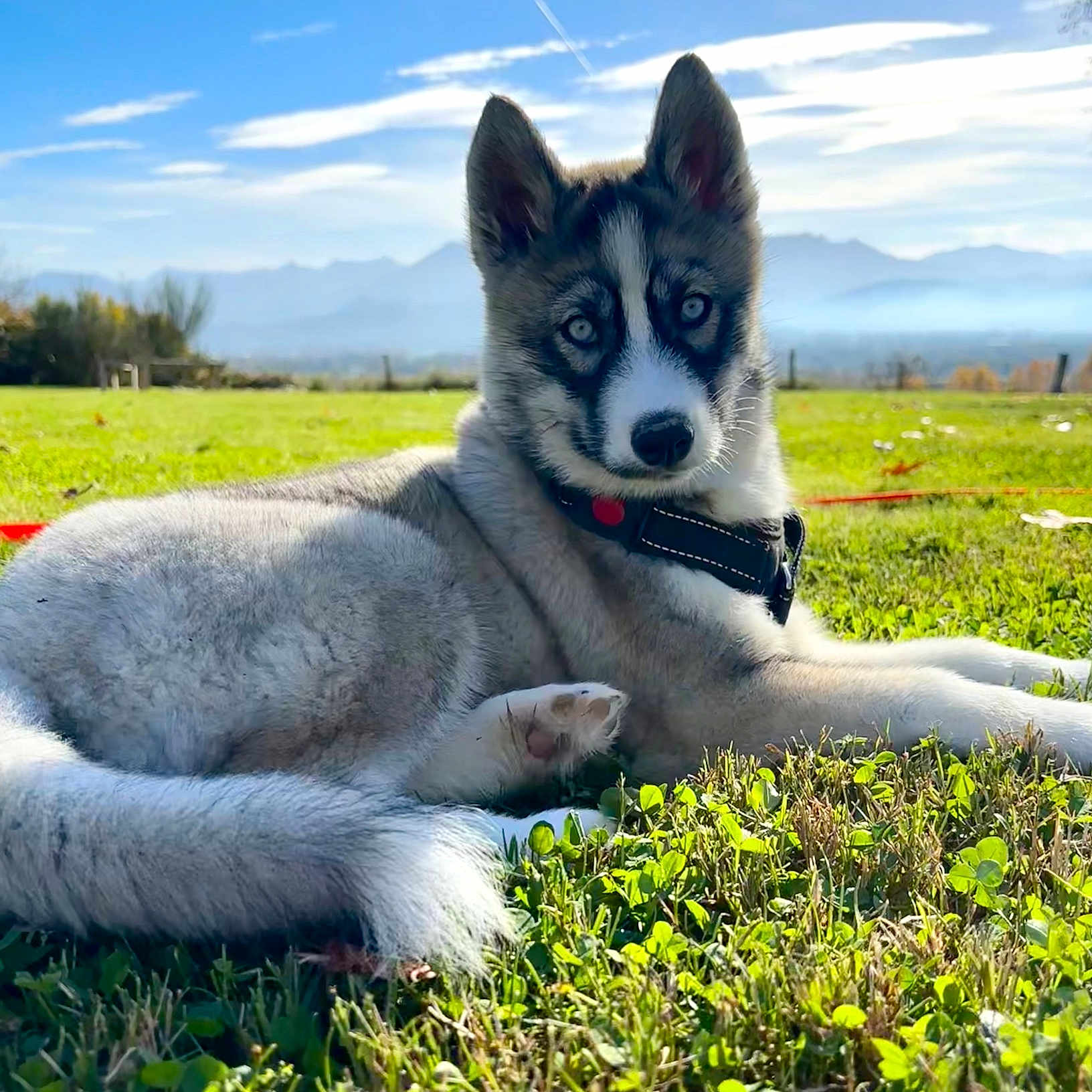 Akela participe au concours pour gagner de l'argent avec cette photo : animal, canine, dog, field, grass, grassland, green, husky, lawn, nature, outdoors, park, pet, plant, puppy, rock, sky, vegetation, whitedog, yard