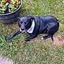 dog, black_dog, grass, flower_pot, flowers, bandana, outdoor, pet, canine, resting, greenery, nature, summer, animal, sidewalk, plant, leaf, garden, looking, calm