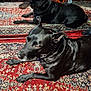 dog, black_dog, mirror, reflection, carpet, patterned_rug, indoor, pet, collar, lying_down, floor, furniture, home, animal, domestic_animal, blur, shadow, resting, closeup, portrait
