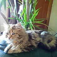 Macey joined the competition — help win amazing prizes! cat, collar, couch, eyes, feline, fur, green_plant, home, houseplant, indoor, leaf, long_fur, lying_down, paws, pet, portrait, relaxed, sofa, tabby, whiskers