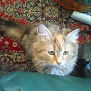 Macey joined the competition — help win amazing prizes! cat, fluffy, fur, carpet, pattern, indoor, pet, curious, basket, green_cushion, domestic, animal, whiskers, ears, tail, household, feline, looking_up, soft_fur, close_up