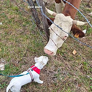 Pouilette participe au concours pour gagner de l'argent avec cette photo : animal, barbed_wire, cattle, cow, curious, dog, encounter, farm, fence, grass, harness, horns, leash, livestock, outdoor, pasture, pet, red_vest, rural, white_dog