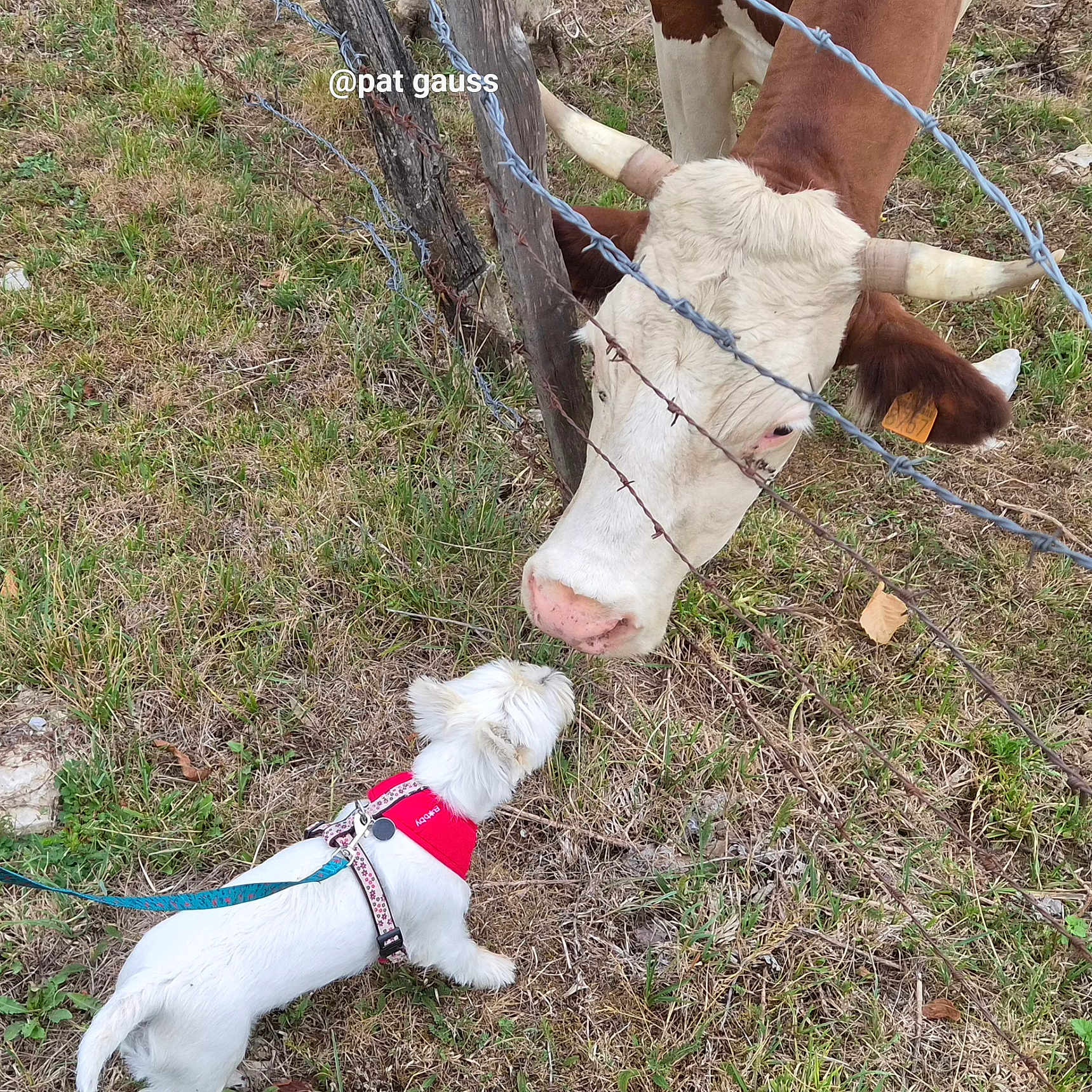 Pouilette participe au concours pour gagner de l'argent avec cette photo : animal, barbed_wire, cattle, cow, curious, dog, encounter, farm, fence, grass, harness, horns, leash, livestock, outdoor, pasture, pet, red_vest, rural, white_dog