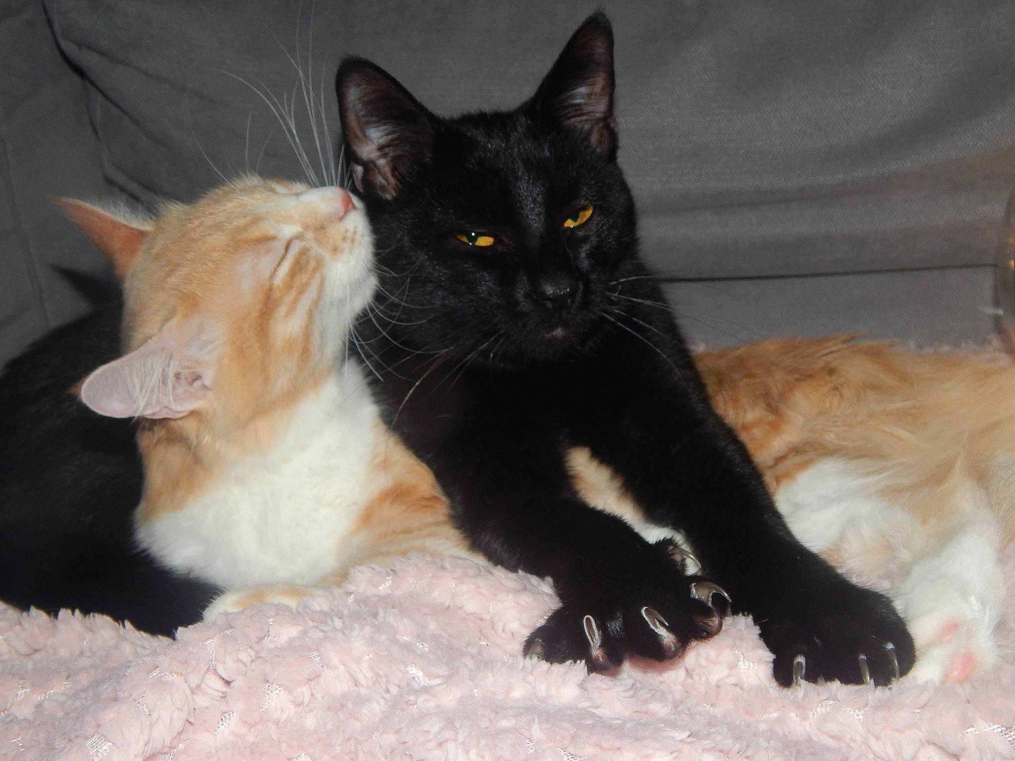 Lumos participe au concours pour gagner de l'argent avec cette photo : asian, black_cat, bombay, carnivore, cat, claw, domestic_long_haired_cat, felidae, fur, german_rex, kitten, maine_coon, mammal, norwegian_forest_cat, polydactyl_cat, small_to_medium_sized_cats, tail, turkish_angora, vertebrate, whiskers