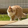Lumos participe au concours pour gagner de l'argent avec cette photo : alert, animal, cat, curious, daylight, ears, fence, fluffy, fur, grass, mammal, nature, orange_cat, outdoor, pet, shadow, sunlight, walking, whiskers, white_fur