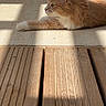 Lumos a rejoint le concours — aidez-le/la à gagner de superbes lots ! animal, calm, cat, cute, daylight, domestic_animal, fence, fluffy, fur, mammal, orange_cat, outdoor, patio, pet, relaxing, resting, side_view, sunlight, whiskers, wooden_deck