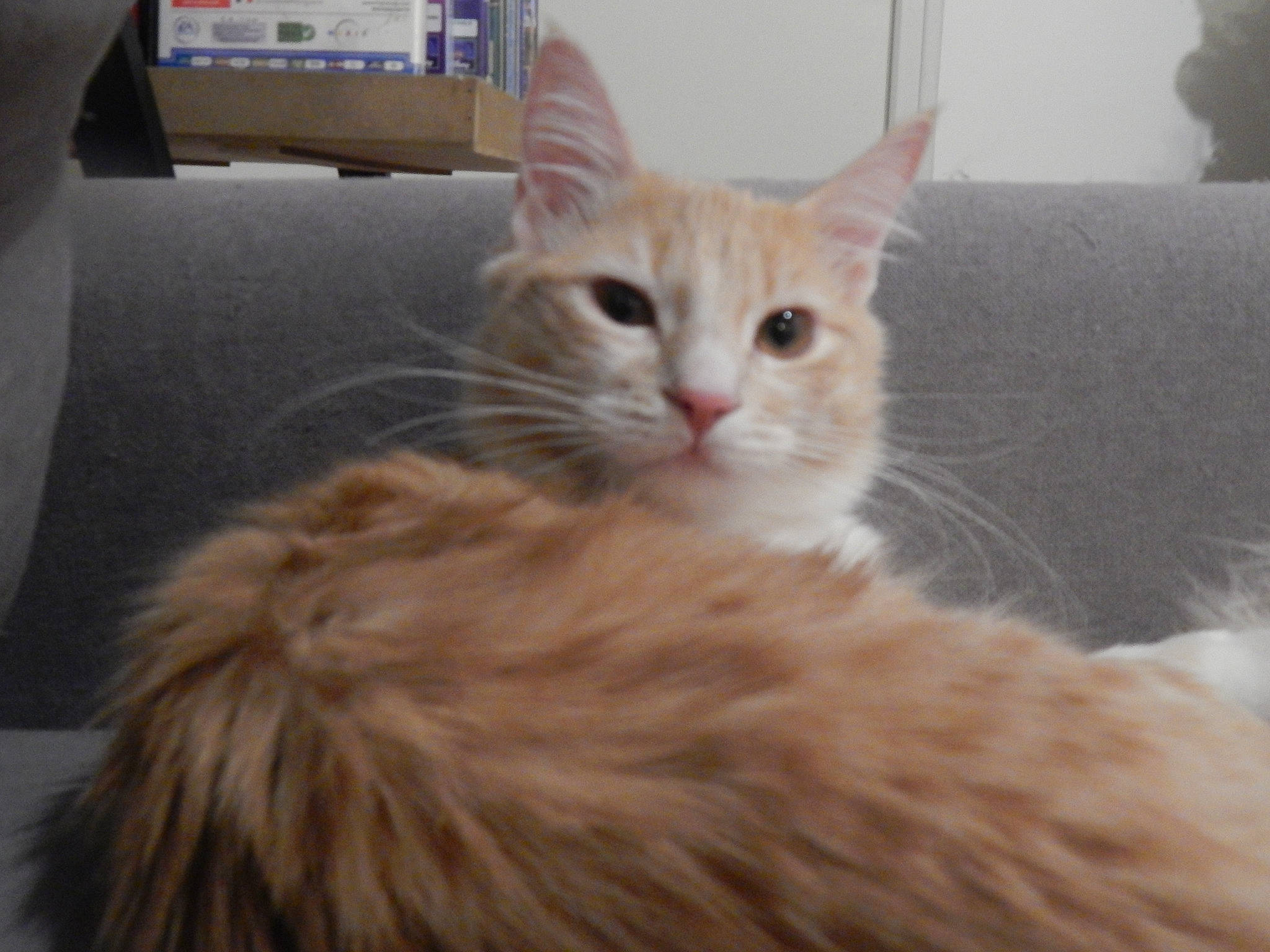 Lumos participe au concours pour gagner de l'argent avec cette photo : aegean_cat, arabian_mau, asian, asian_semi_longhair, carnivore, cat, domestic_long_haired_cat, fawn, felidae, kitten, maine_coon, mammal, napoleon_cat, norwegian_forest_cat, ragamuffin, siberian, small_to_medium_sized_cats, tabby_cat, vertebrate, whiskers