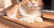 Lumos participe au concours pour gagner de l'argent avec cette photo : animal, cat, domestic_cat, ears, feline, fluffy, golden_eyes, natural_light, orange_cat, outdoor, paws, pet, portrait, relaxing, resting, shadow, sunlight, whiskers, white_fur, wooden_deck