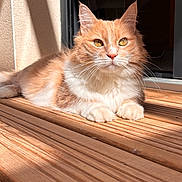 Lumos a rejoint le concours — aidez-le/la à gagner de superbes lots ! animal, cat, closeup, cute, daylight, domestic_cat, ears, feline, fluffy, orange_cat, outdoor, paw, pet, portrait, relaxed, resting, sunlight, whiskers, white_cat, wooden_deck