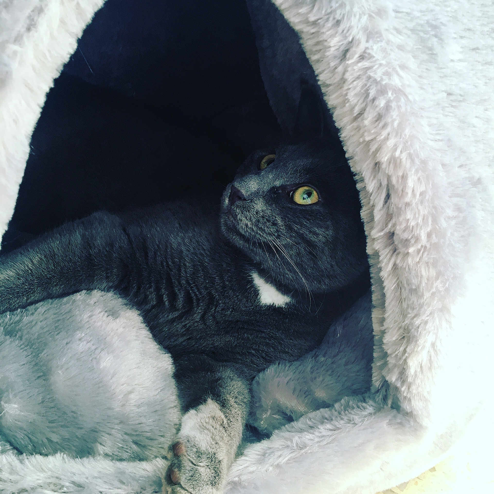 Olaf