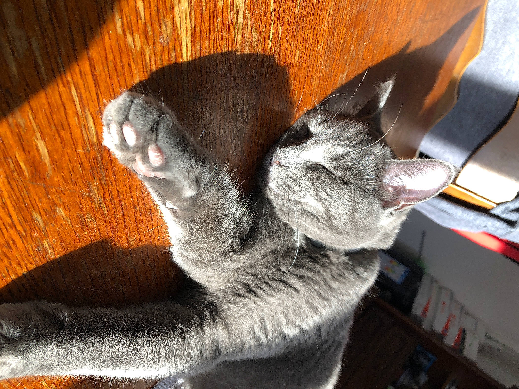 Olaf participe au concours pour gagner de l'argent avec cette photo : british_shorthair, carnivore, cat, chartreux, domestic_short_haired_cat, felidae, korat, russian_blue, small_to_medium_sized_cats, tail, whiskers