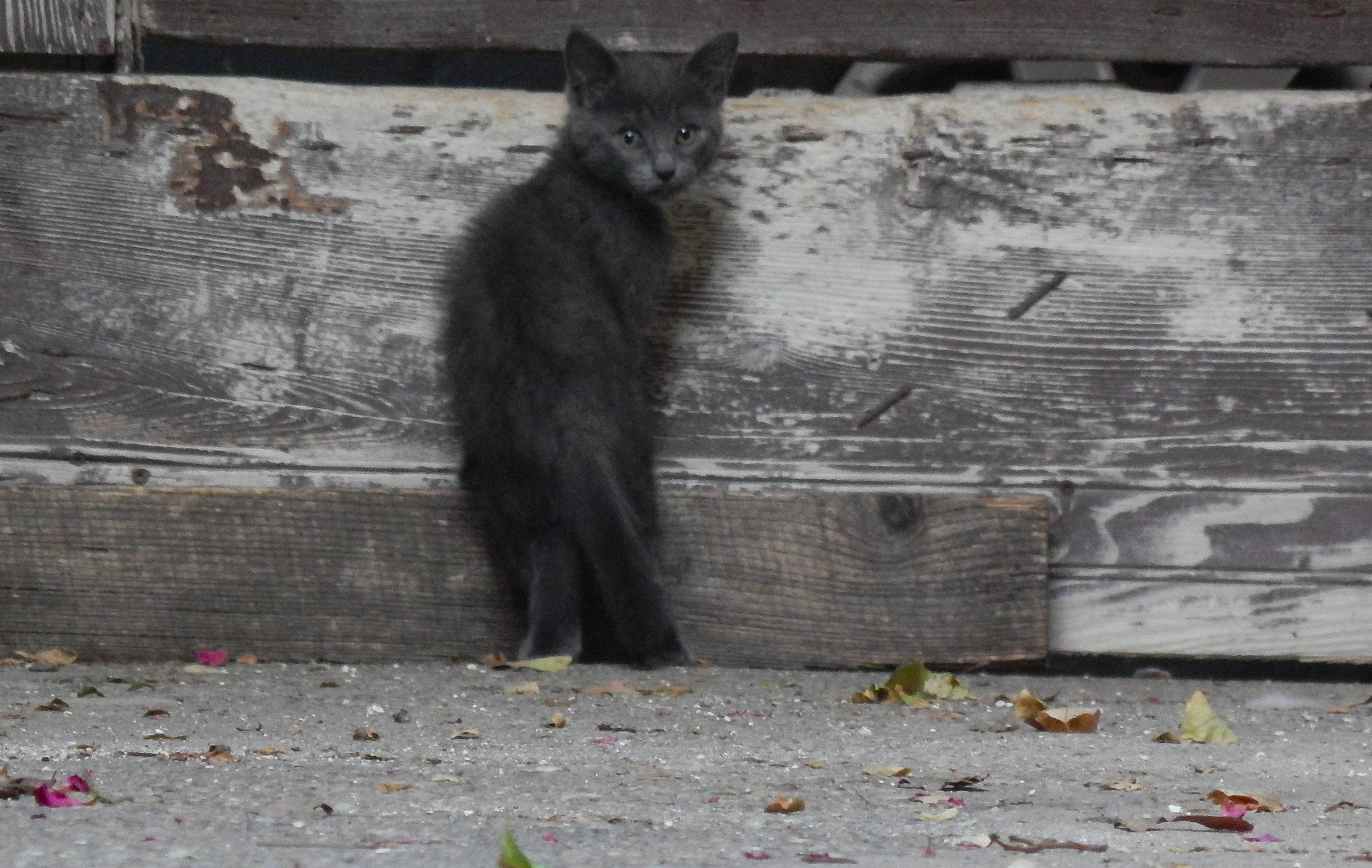 Olaf participe au concours pour gagner de l'argent avec cette photo : black_cat, carnivore, cat, domestic_short_haired_cat, european_shorthair, felidae, nebelung, polydactyl_cat, small_to_medium_sized_cats, snout, tail, whiskers, wild_cat