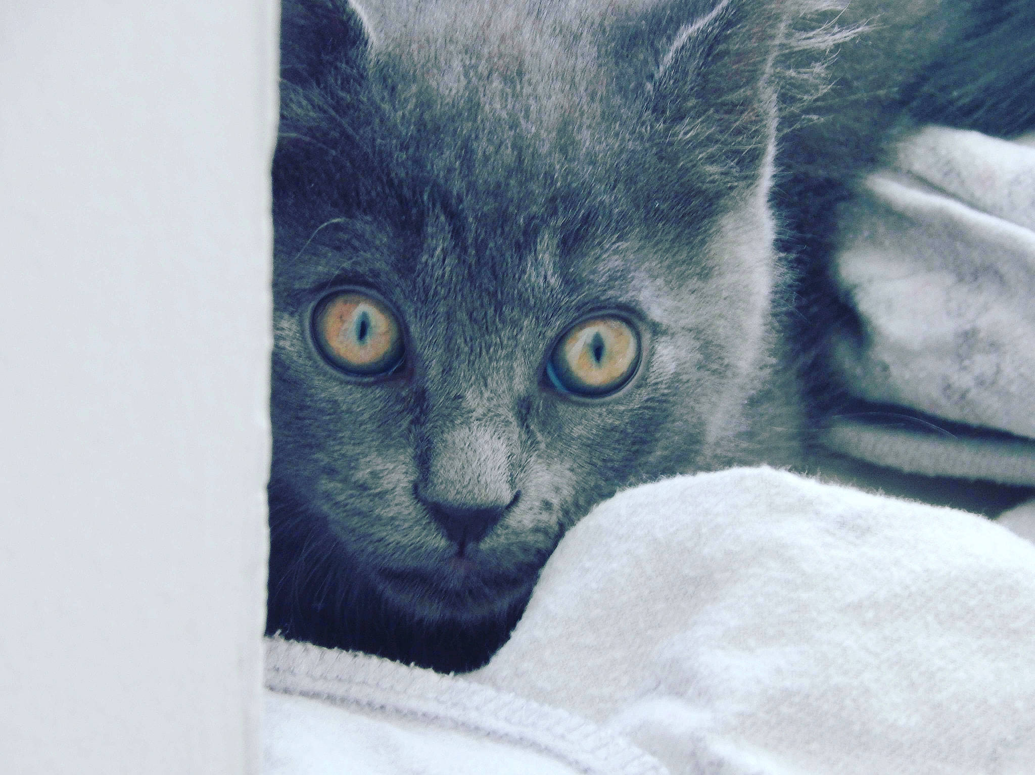 Olaf a rejoint le concours — aidez-le/la à gagner de superbes lots ! asian, black_cat, british_shorthair, carnivore, cat, chartreux, close_up, domestic_short_haired_cat, drawing, european_shorthair, eye, felidae, fur, kitten, korat, nebelung, russian_blue, small_to_medium_sized_cats, snout, whiskers