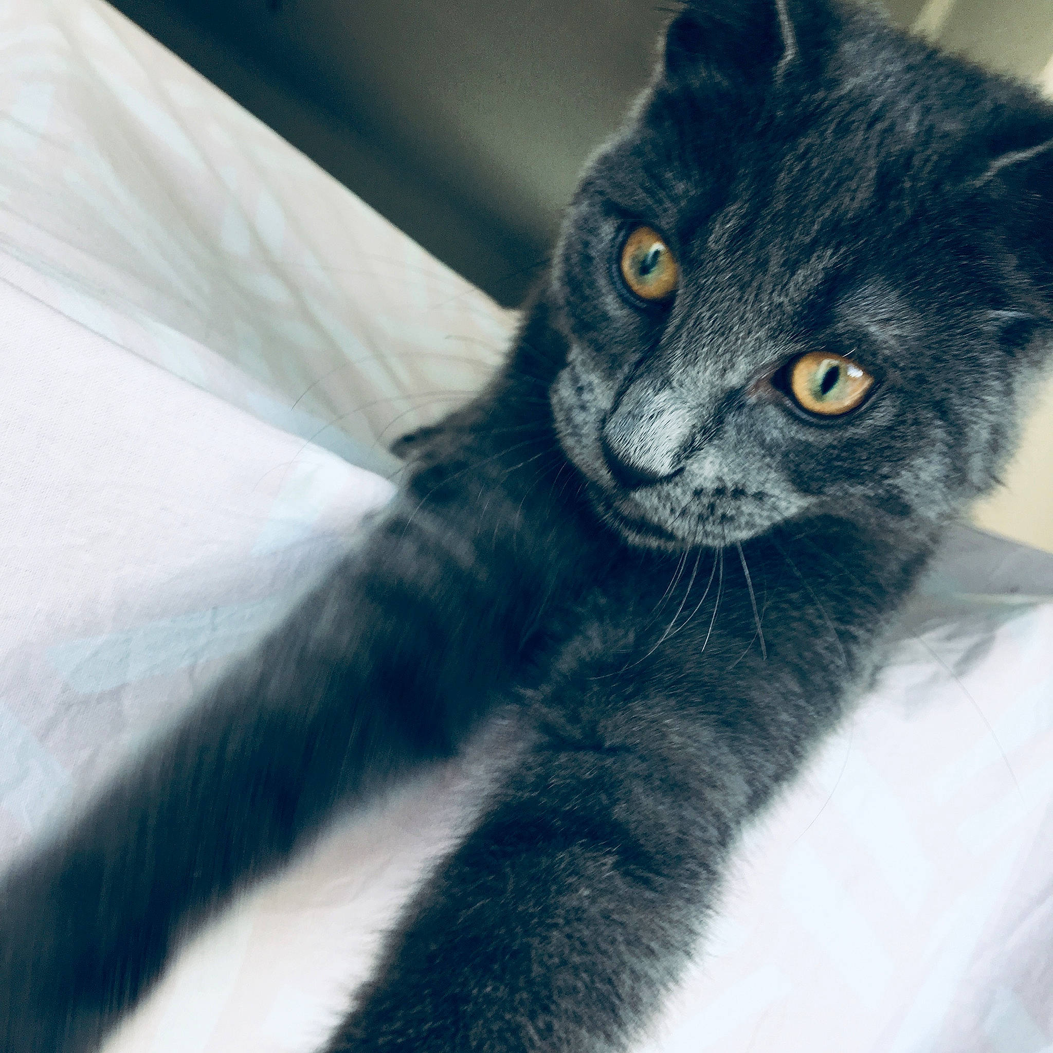 Olaf participe au concours pour gagner de l'argent avec cette photo : asian, black_cat, bombay, carnivore, cat, chartreux, domestic_short_haired_cat, european_shorthair, eye, felidae, fur, iris, kitten, korat, mammal, nebelung, polydactyl_cat, small_to_medium_sized_cats, snout, whiskers