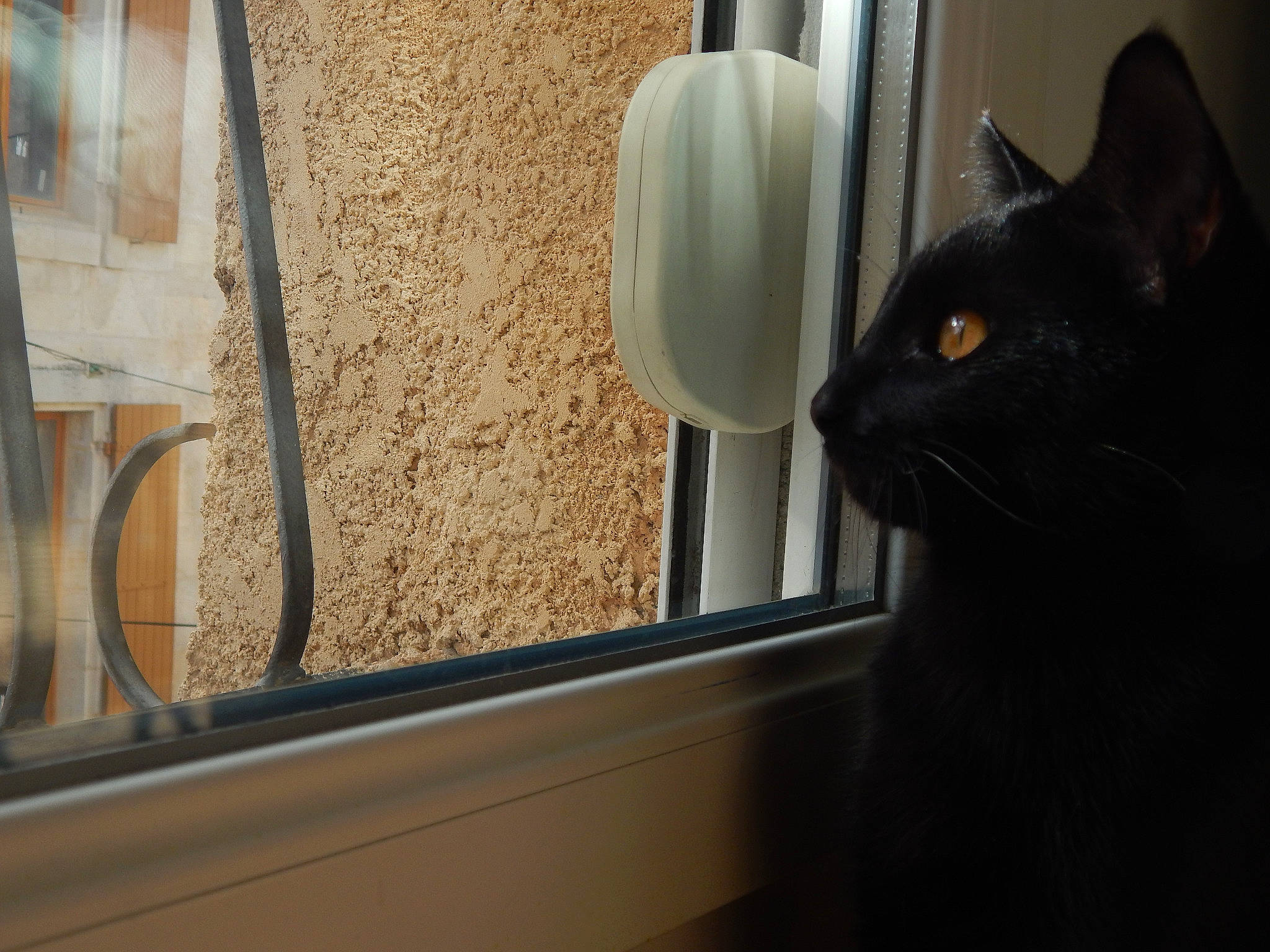 Nox a rejoint le concours — aidez-le/la à gagner de superbes lots ! black_cat, cat, door, door_handle, felidae, room, small_to_medium_sized_cats, whiskers, window, wood