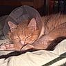 animal, bed, blanket, cat, cone_collar, cozy, cute, domestic_animal, feline, fur, indoor, orange_cat, paw, peaceful, pet, quiet, relaxation, resting, sleeping, sunlight