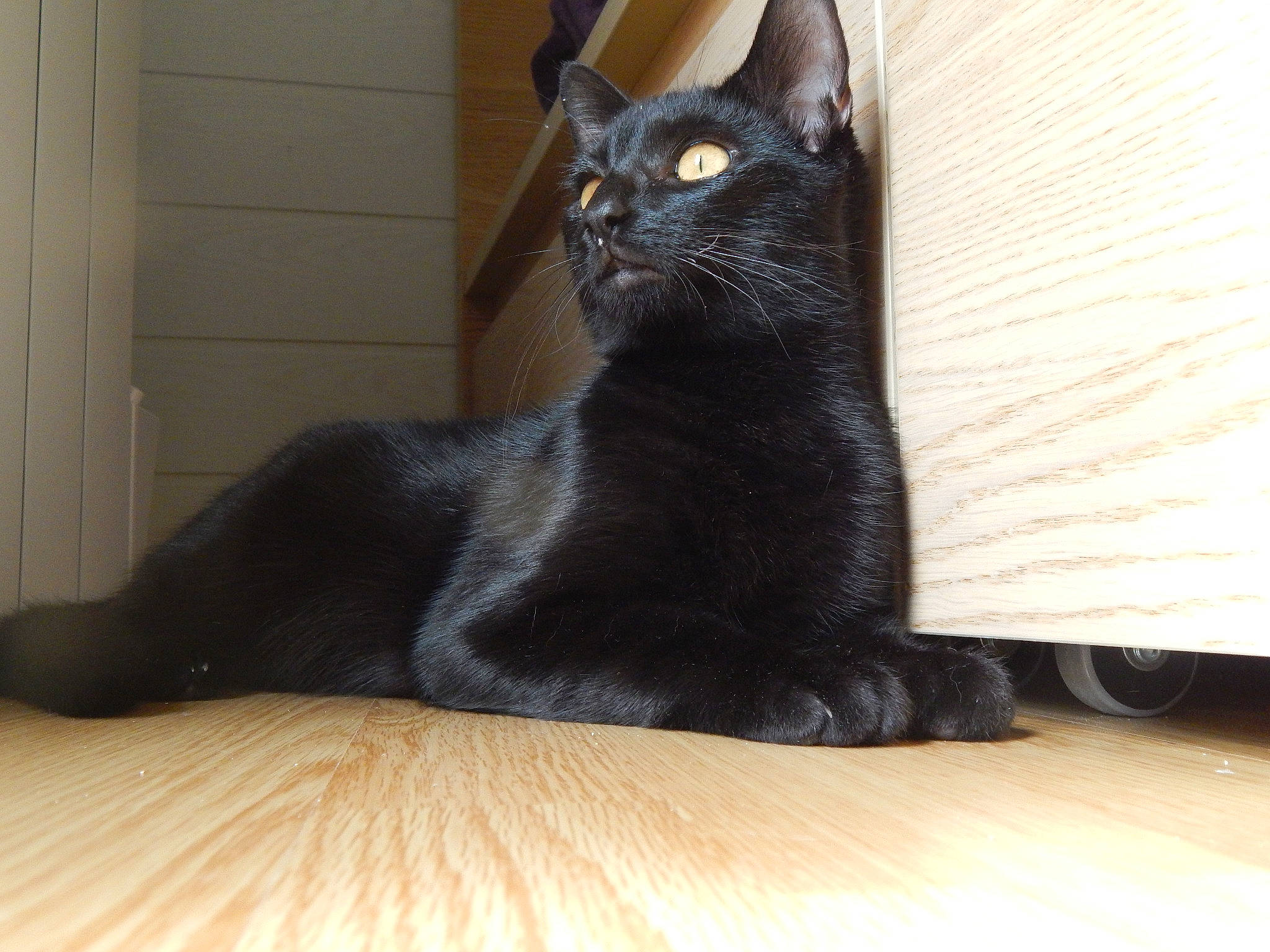 Nox a rejoint le concours — aidez-le/la à gagner de superbes lots ! asian, black_cat, bombay, burmese, carnivore, cat, domestic_short_haired_cat, felidae, havana_brown, korat, mammal, oriental_shorthair, small_to_medium_sized_cats, snout, tail, vertebrate, whiskers