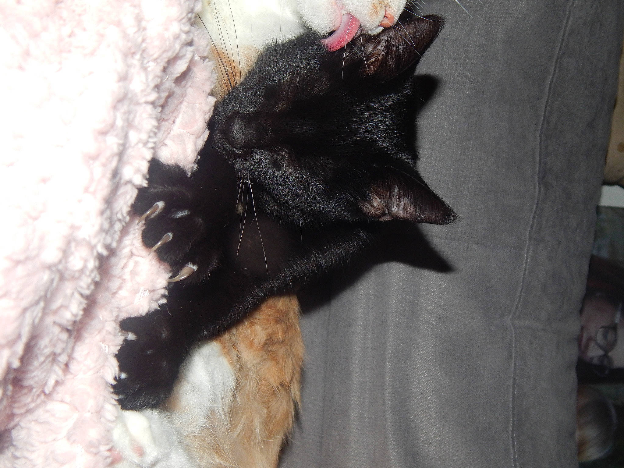 Nox participe au concours pour gagner de l'argent avec cette photo : black_cat, ear, fur, snout, tail