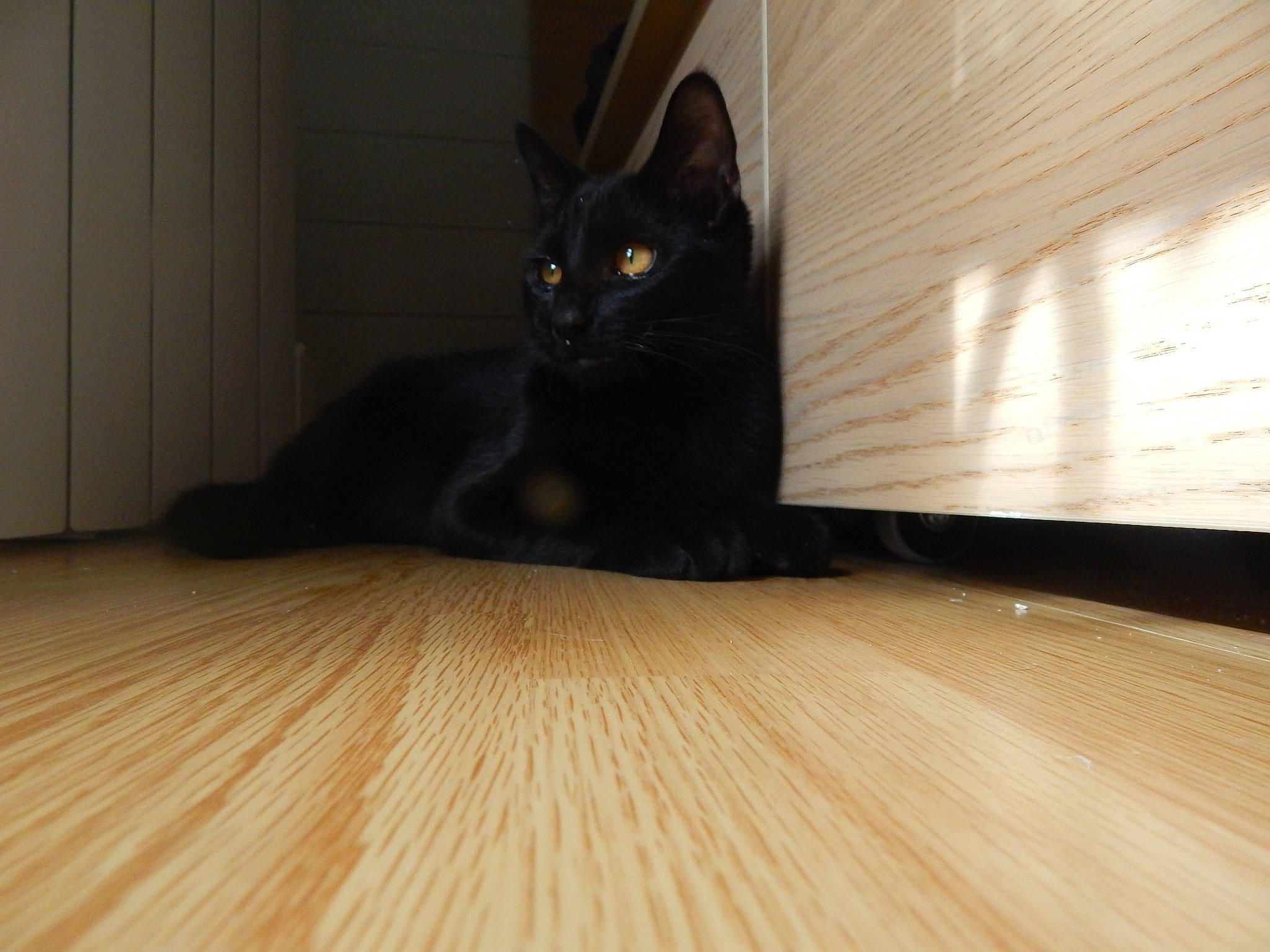 Nox participe au concours pour gagner de l'argent avec cette photo : asian, black, black_cat, bombay, carnivore, cat, domestic_short_haired_cat, felidae, floor, flooring, hardwood, havana_brown, laminate_flooring, room, small_to_medium_sized_cats, tail, tile, whiskers, wood, wood_flooring