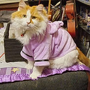 Joy is registered to the contest to win money with this photo: cat, orange_and_white_cat, purple_hoodie, indoor, couch, quilt, musical_instruments, guitar, bookshelf, figurines, window_blinds, wooden_frame, table, controller, decor, plush, pet, furniture, cozy, orange_and_white_fur