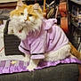 cat, orange_and_white_cat, purple_hoodie, indoor, couch, quilt, musical_instruments, guitar, bookshelf, figurines, window_blinds, wooden_frame, table, controller, decor, plush, pet, furniture, cozy, orange_and_white_fur