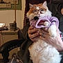 cat, glasses, purple_hoodie, person, hands, tapestry, tiger_image, chair, indoor, furniture, cozy, fluffy, orange_and_white_cat, sitting, human, clothing, decor, home, pet, cute