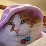 cat, orange_and_white_cat, close_up, purple_hood, bells, collar, indoor, person_in_background, beanie, furry, pet, cozy, relaxed, domestic, animal, face, whiskers, fur, cute, household