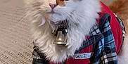 Joy is registered to the contest to win money with this photo: animal, bell, cat, collar, costume, cute, domestic_cat, eyes, feline, fluffy, fur, glasses, indoor, orange_and_white, pet, plaid_shirt, portrait, red_vest, sitting, white_paws