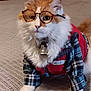 animal, bell, cat, collar, costume, cute, domestic_cat, eyes, feline, fluffy, fur, glasses, indoor, orange_and_white, pet, plaid_shirt, portrait, red_vest, sitting, white_paws