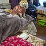 cat, orange_and_white_cat, pet_clothing, bed, blanket, curtains, chair, table, room, indoor, furniture, floor, window, striped_tablecloth, purple_curtains, red_blanket, hearts_pattern, cozy, fluffy_cat, domestic_animal