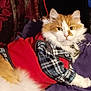 animal, cat, clothing, collar, cozy, cute, domestic_cat, feline, fluffy, fur, indoor, orange_and_white, pet_clothing, plaid_shirt, portrait, purple_blanket, red_jacket, relaxed, resting, whiskers