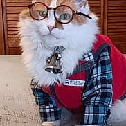 Joy joined the competition — help win amazing prizes! animal, bell_collar, cat, clothing, costume, cute, domestic_cat, ears, eyes, fashion, fluffy, fur, glasses, indoor, paws, pet, plaid, portrait, red_jacket, whiskers