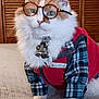animal, bell_collar, cat, clothing, costume, cute, domestic_cat, ears, eyes, fashion, fluffy, fur, glasses, indoor, paws, pet, plaid, portrait, red_jacket, whiskers