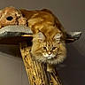 cat, orange_cat, long_hair, pet, animal, stuffed_animal, plush_dog, wooden_perch, furniture, indoor, pet_bed, cozy, relaxed, looking, fur, whiskers, ears, face, brown, soft_toys