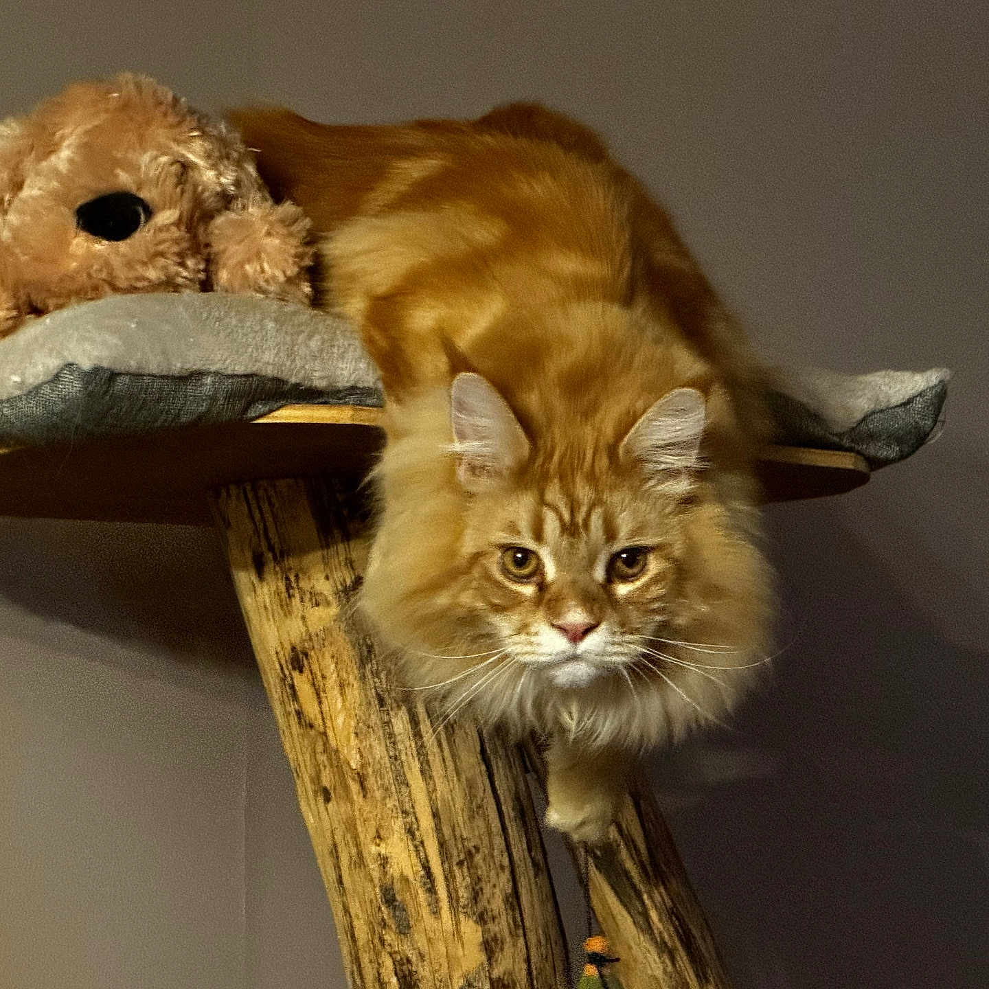 Zazou participe au concours pour gagner de l'argent avec cette photo : cat, orange_cat, long_hair, pet, animal, stuffed_animal, plush_dog, wooden_perch, furniture, indoor, pet_bed, cozy, relaxed, looking, fur, whiskers, ears, face, brown, soft_toys