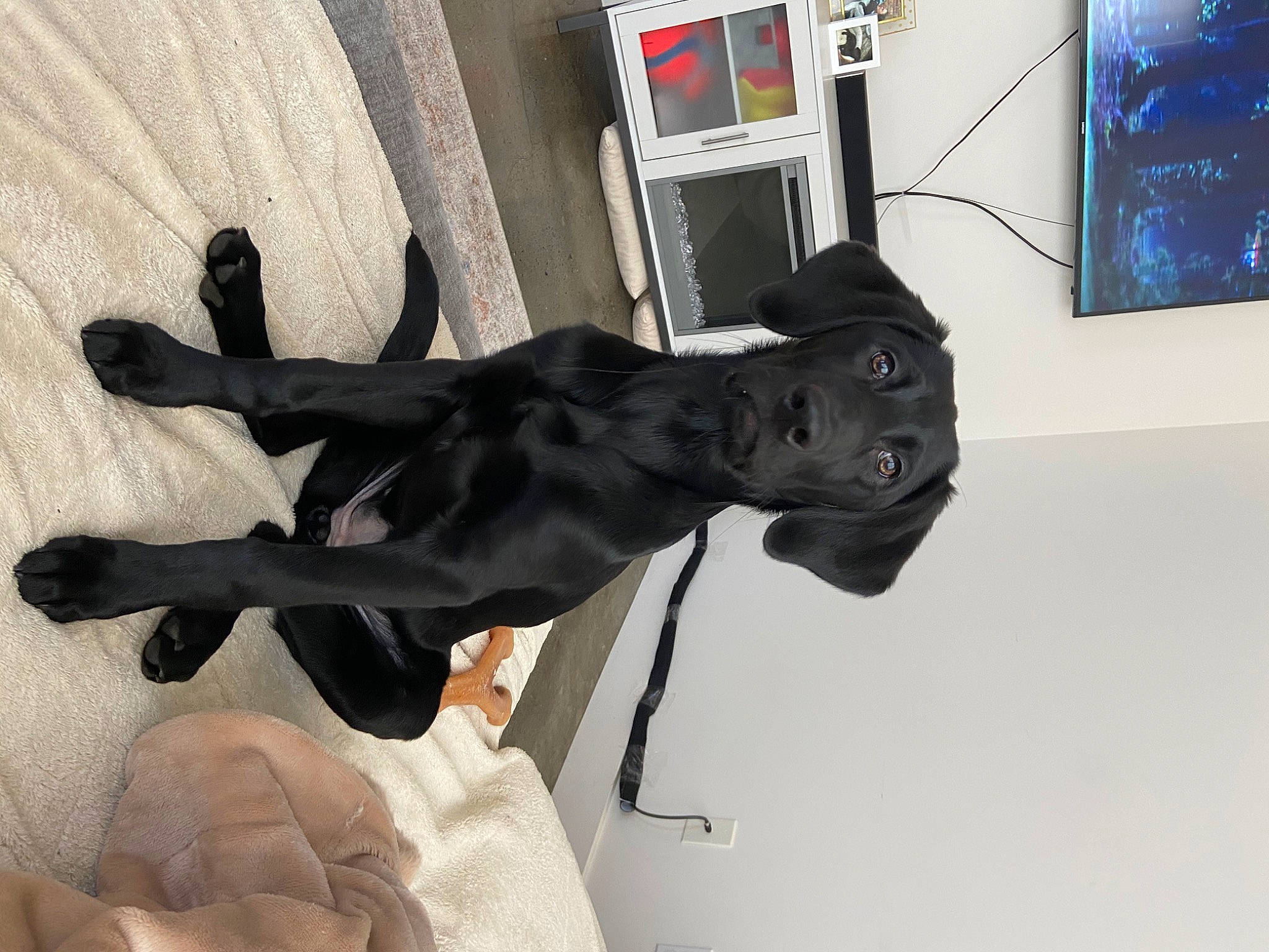 Hazelnut is registered to the contest to win money with this photo: art, comfort, dog, dog_breed, gesture, guard_dog, non_sporting_group, personal_protective_equipment, picture_frame, sculpture, snout, sporting_group, statue, tail, visual_arts, working_animal