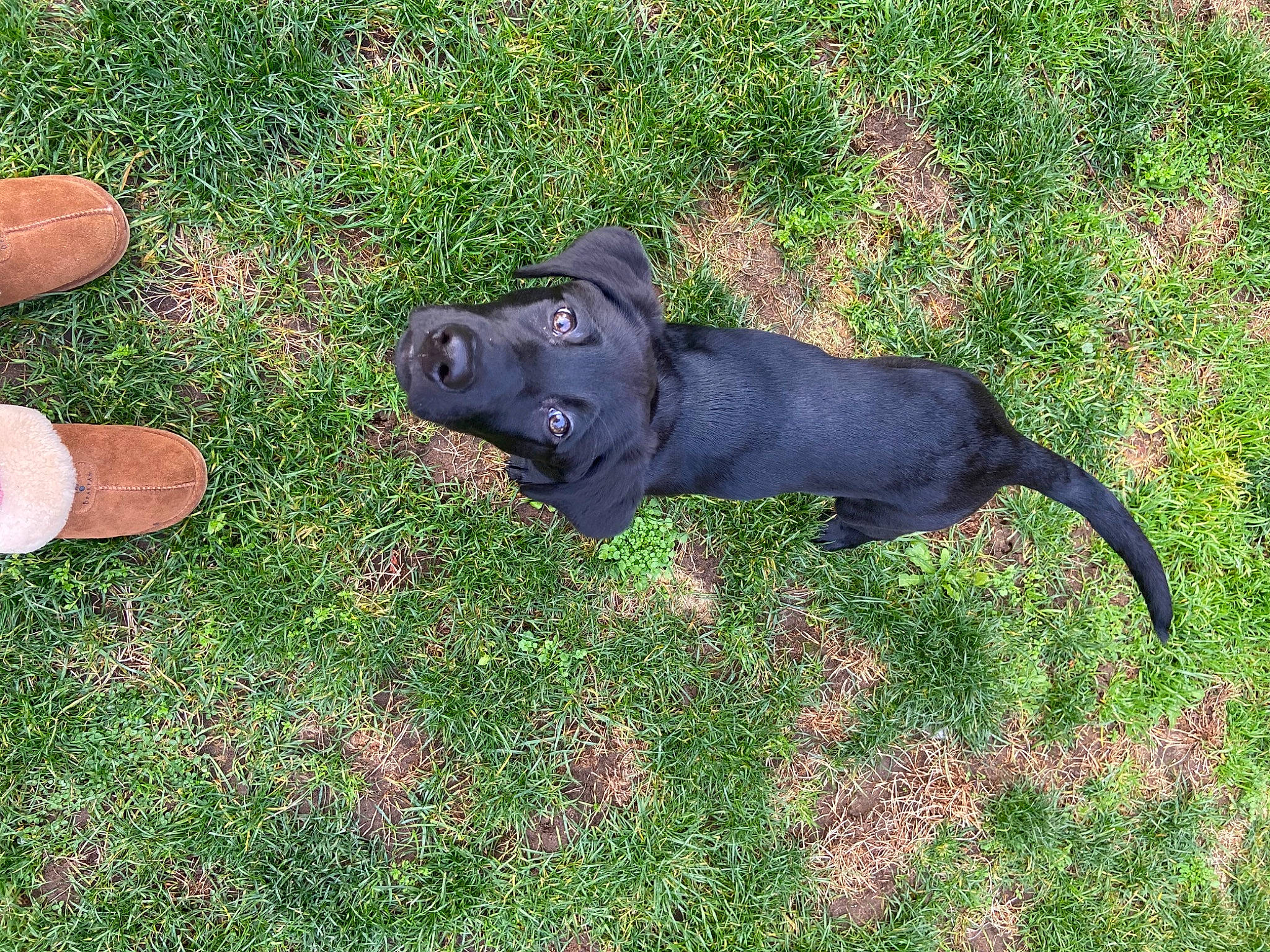 Hazelnut joined the competition — help win amazing prizes! canidae, carnivore, companion_dog, dog, dog_breed, fawn, grass, grassland, groundcover, guard_dog, non_sporting_group, plant, shadow, snout, sporting_group, tail, terrestrial_animal, working_animal