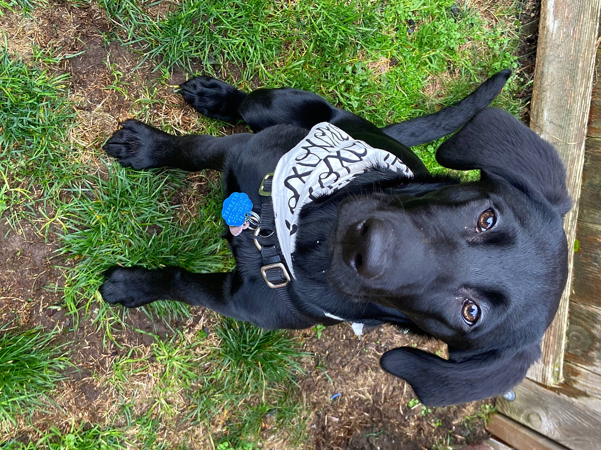 Hazelnut joined the competition — help win amazing prizes! art, canidae, carnivore, companion_dog, dog, dog_breed, dog_collar, dog_supply, electric_blue, fur, grass, guard_dog, personal_protective_equipment, plant, sculpture, snout, sporting_group, tail, tree, working_animal