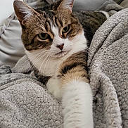 Nicole participe au concours pour gagner de l'argent avec cette photo : cat, tabby, pet, animal, feline, whiskers, paw, blanket, couch, indoor, relaxed, fur, closeup, stretching, cute, cozy, soft, resting, home, comfort