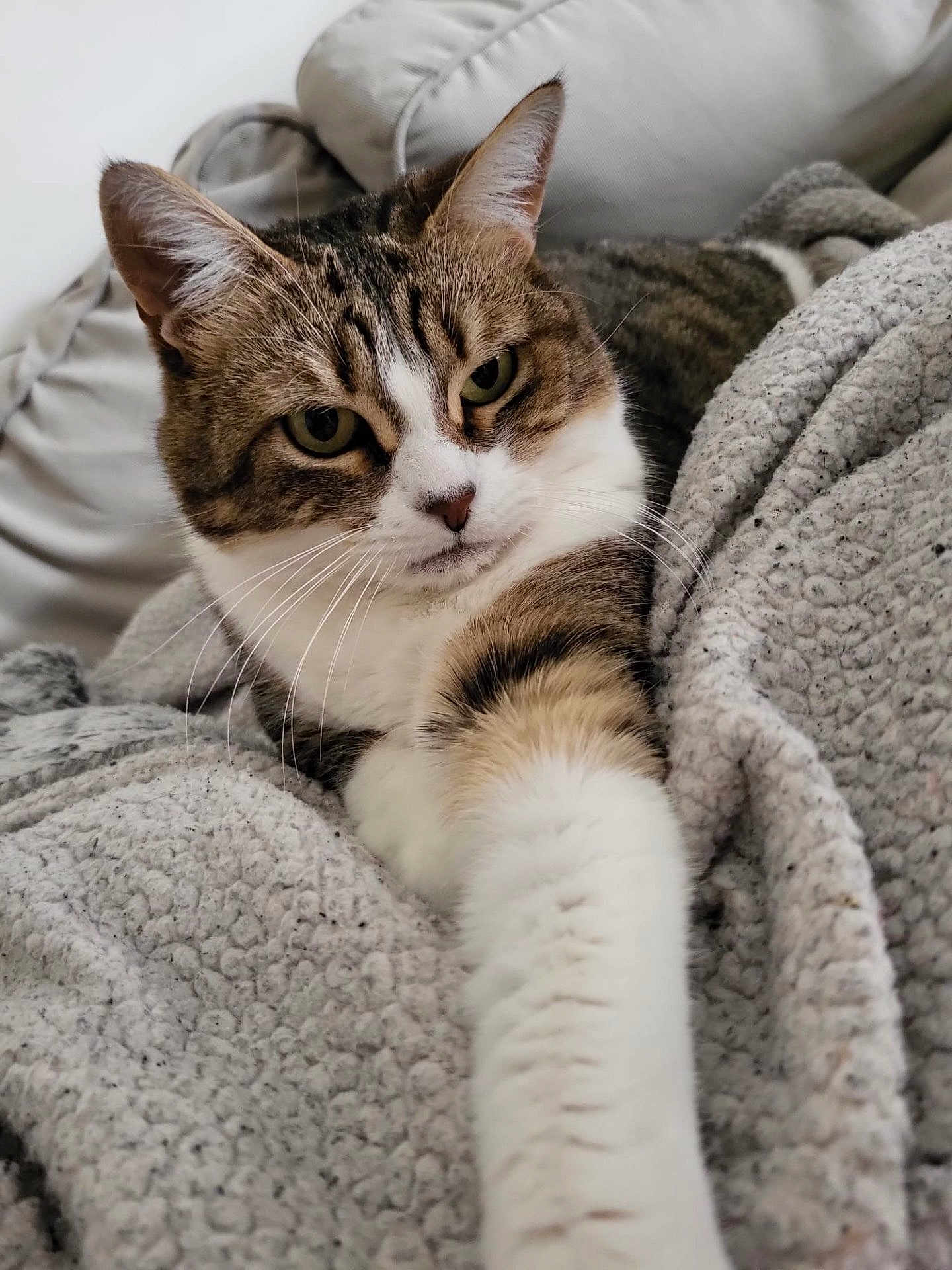 Nicole participe au concours pour gagner de l'argent avec cette photo : cat, tabby, pet, animal, feline, whiskers, paw, blanket, couch, indoor, relaxed, fur, closeup, stretching, cute, cozy, soft, resting, home, comfort