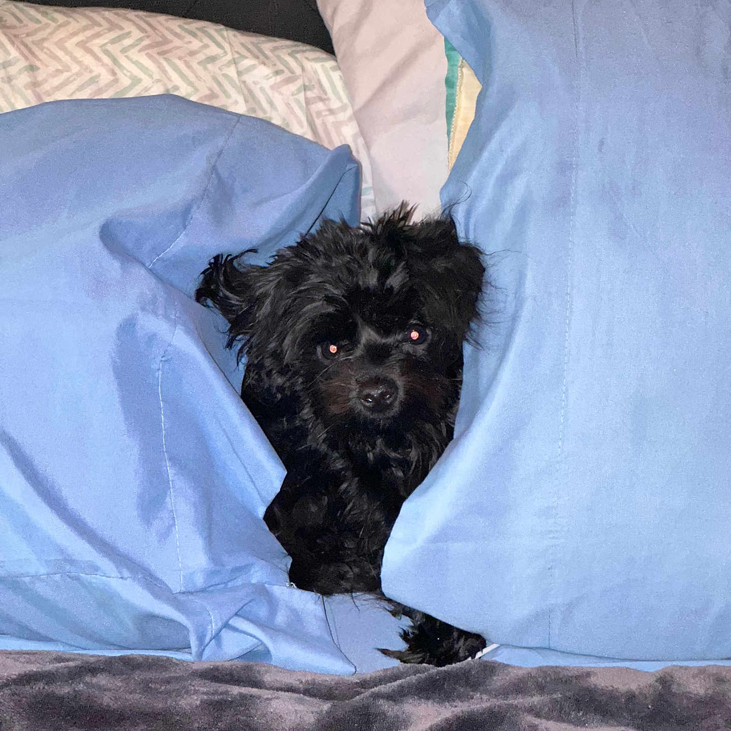 Louie joined the competition — help win amazing prizes! animal, bed, black_dog, blanket, blue_pillows, comfort, cozy, curious, cute, dog, domestic, fur, furniture, indoor, pet, pillows, resting, sleepy, small_dog, tucked_in