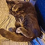 bedspread, cat, close_up, cozy, curled_up, domestic_animal, feline, fur, gray_cat, indoor, paw_covering_face, pet, quiet, relaxed, resting, sleeping, sofa, striped_bedspread, tail, whiskers