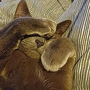 Smoky is registered to the contest to win money with this photo: animal, cat, close_up, cozy, cushion, cute, ears, feline, floral_pattern, fur, gray_cat, indoor, nose, paw, pet, relaxed, resting, sleeping, striped_fabric, whiskers