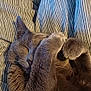 animal, cat, closeup, comfort, cozy, cute, domestic_cat, feline, fur, gray_cat, indoor, nap, paws, pet, relaxed, resting, sleeping, soft, striped_bedding, whiskers
